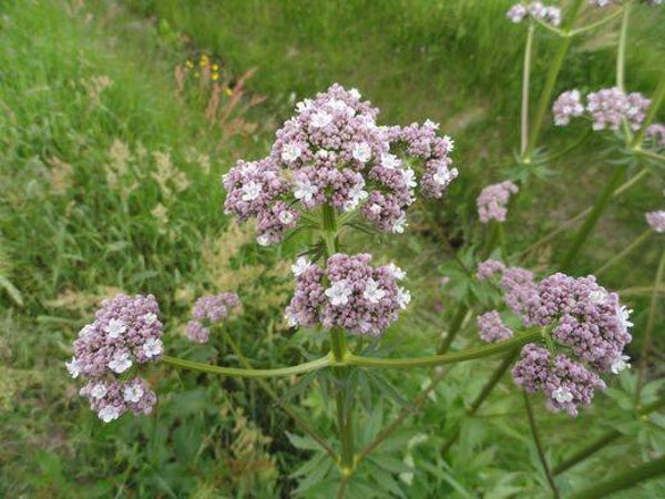 Tinctuur: VALERIANA OFFICINALIS L. VALERIAAN 50ML