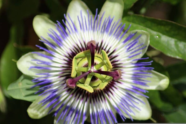 Tinctuur: PASSIFLARA INCARNATA L. PASSIEBLOEM 50ML