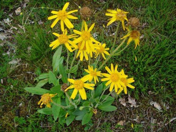 Tinctuur: ARNICA MONTANA (UITWENDIG GEBRUIK) VALKRUID 50ML