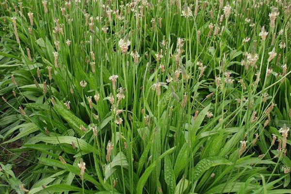 Tinctuur: PLANTAGO LANCEOLATA L. WEEGBREE (SMALBLADIGE)50ML