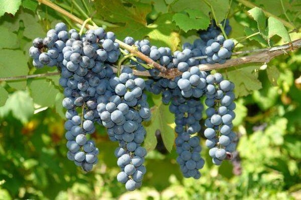 Tinctuur: VITIS VINIFERA L. WIJNSTOK 50ML
