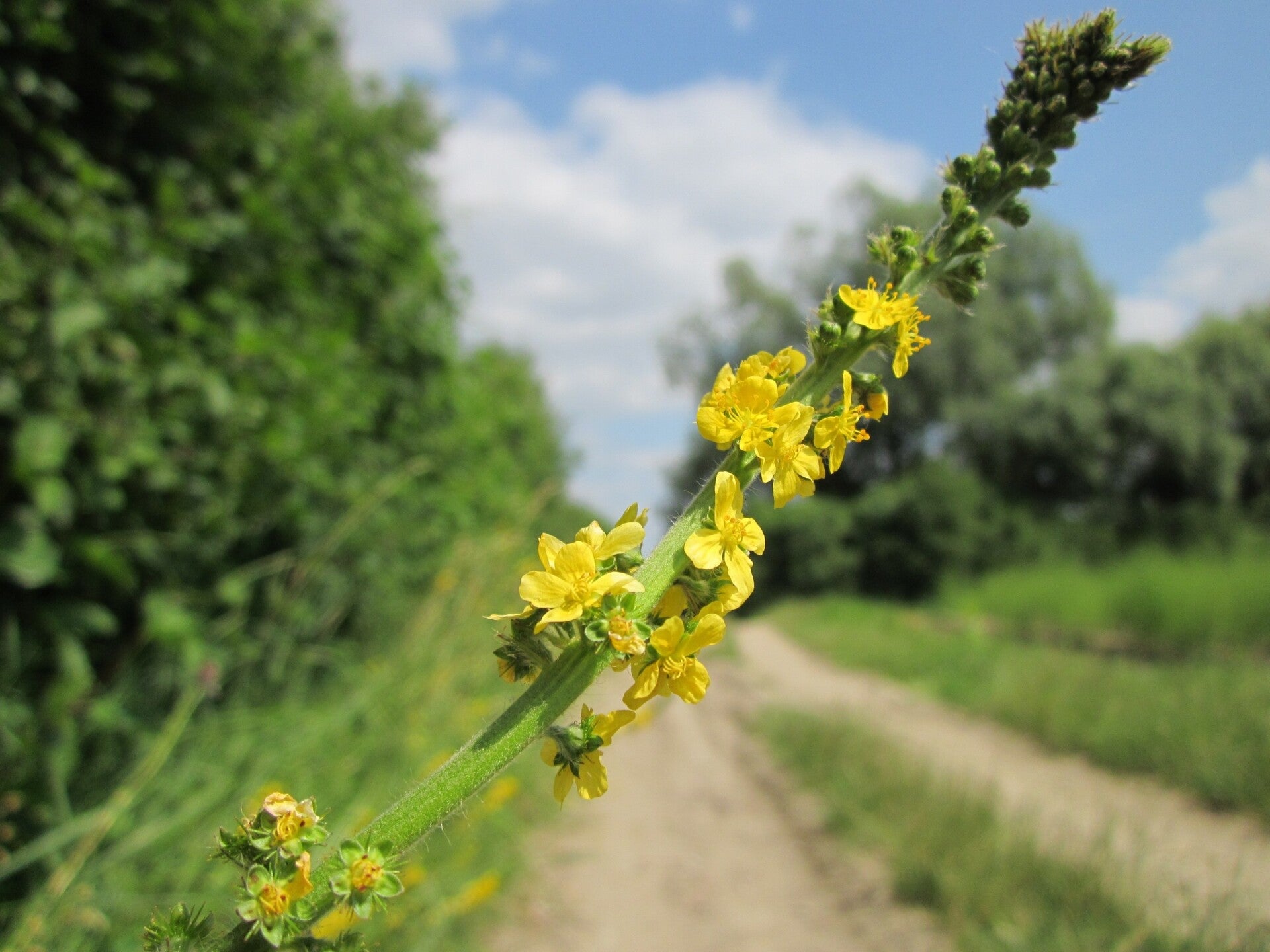 Tinctuur: AGRIMONIA EUPATORIA L. AGRIMONIE ,LEVERKRUID 50ML