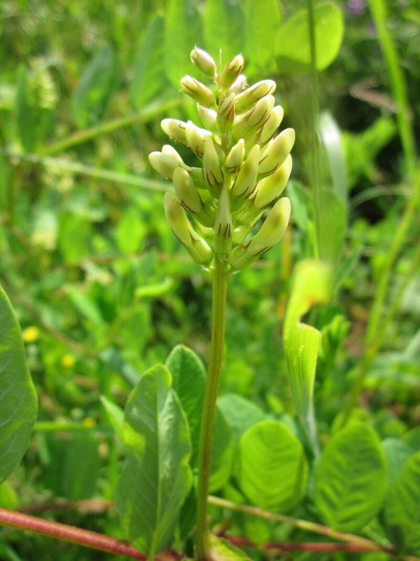 Tinctuur: GLYCYRRHIZA GLABRA L. ZOETHOUT 50ML