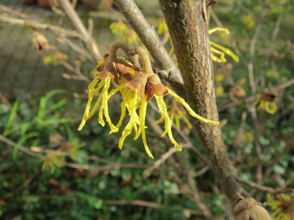 Tinctuur: HAMAMELIS VIRGINIANA L. TOVERHAZELAAR- HAMAMELIS