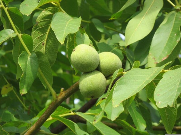 WALNOOT (WALNUT) 10 ML