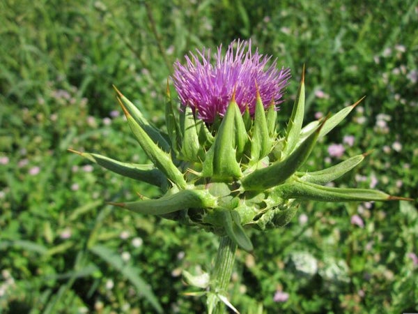 Tinctuur: CARDUUS MARIANUS L. MARIADISTEL 50ML