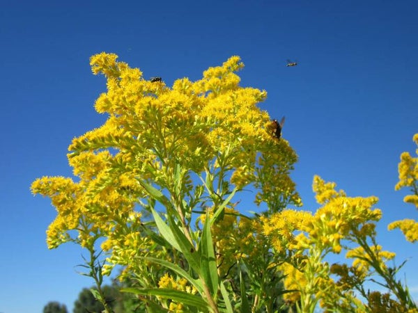 Tinctuur: SOLIDAGO VIRGAUREA L. GULDENROEDE (ECHTE) 50ML
