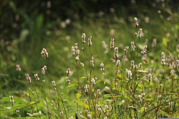 Tinctuur: POLYGONUM AVICULARE L. VARKENSGRAS 50ML