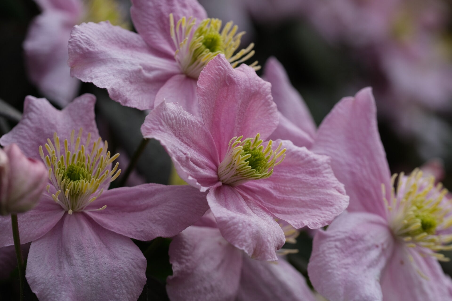 BOSRANK (CLEMATIS) 30 ML