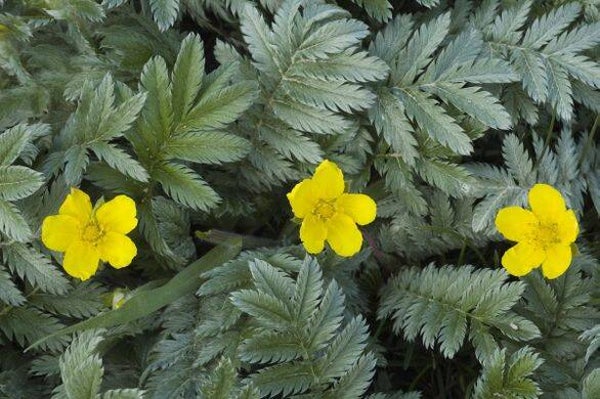 Tinctuur: POTTENTILLA ANSERINA L. ZILVERSCHOON 50ML