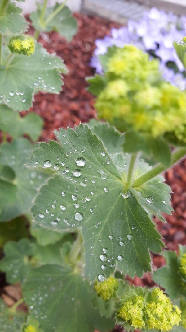 Tinctuur: ALCHEMILLA VULGARIS L. VROUWENMANTEL 50ML