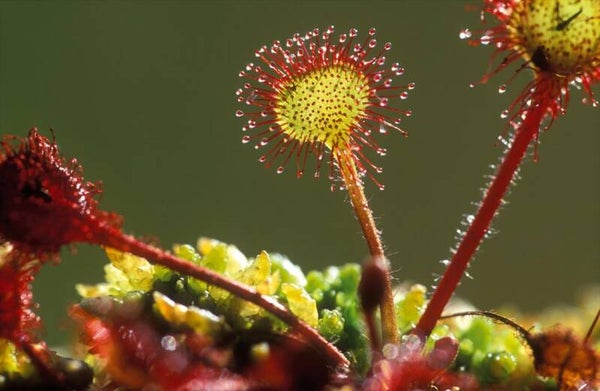 Tinctuur: DROSERA ROTUNDIFOLIA L. ZONNEDAUW (RONDE) 50ML