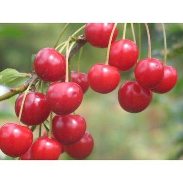 Tinctuur: PRUNUS CERASUS (STIPITES) ZURE KERS (STEELTJES) 50ML