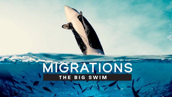 Migrations - The Big Swim (2020)