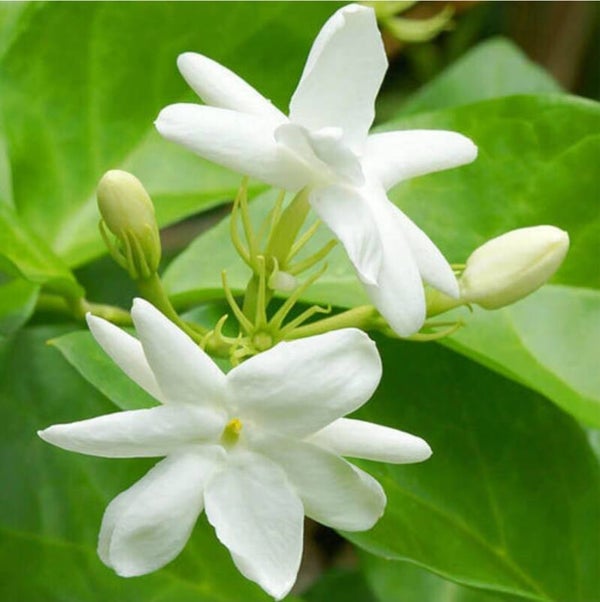 Jasmine Moment