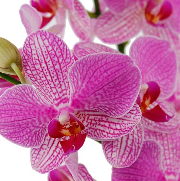 Orchidee