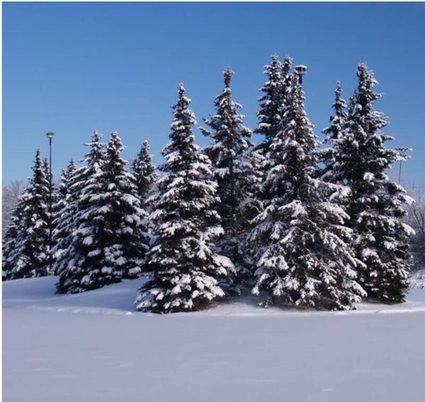Snow Coverd Pine Tree