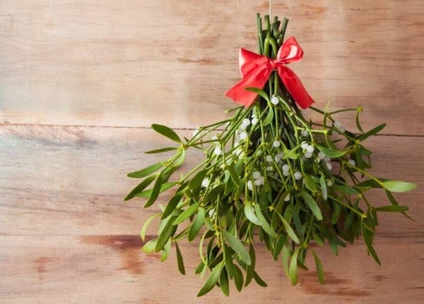Mistletoe