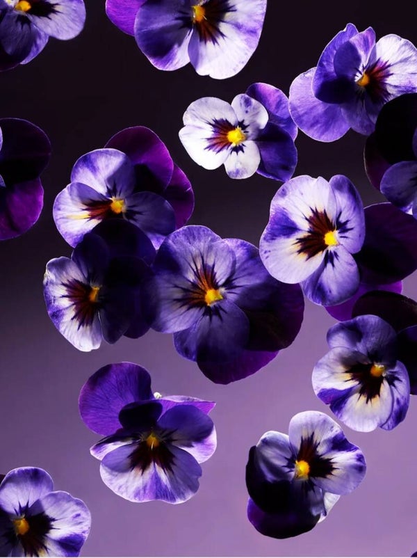 Smoothy Violets Moment