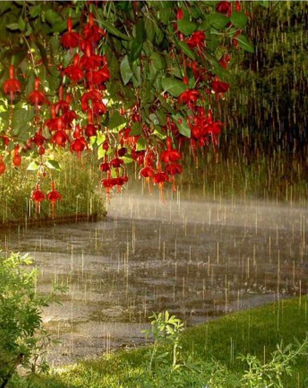 Rainy Summer Moment