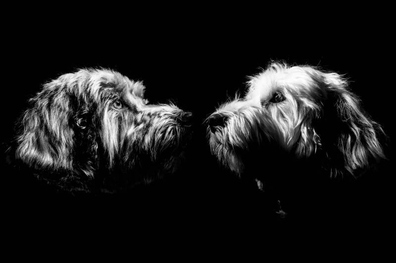 C.VFotografie | Hondenfotografie