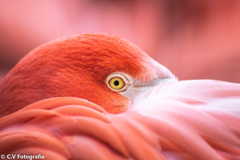 C.VFotografie | Dierentuinfoto's