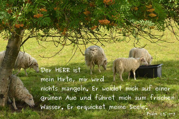Hirte