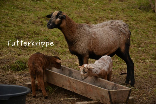 Futterkrippe