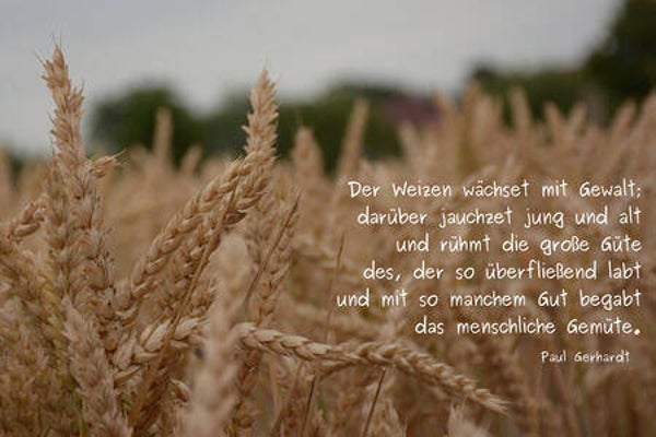 Weizen