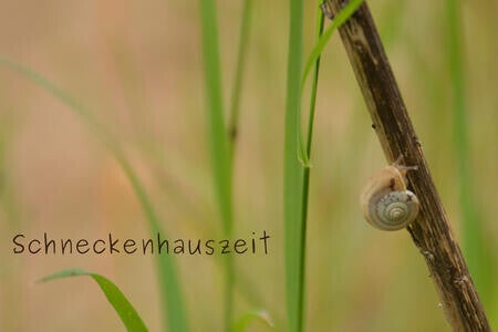 Schneckenhauszeit