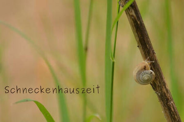 Schneckenhauszeit