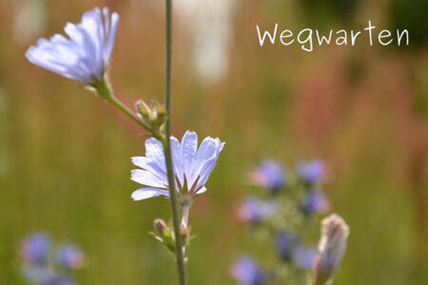 Wegwarten