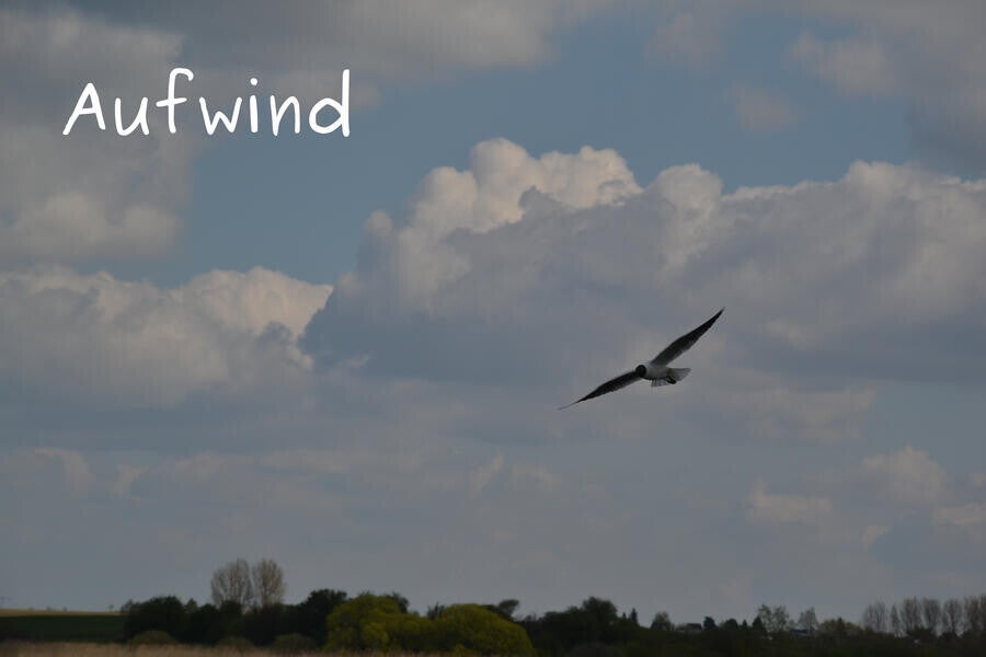 Aufwind