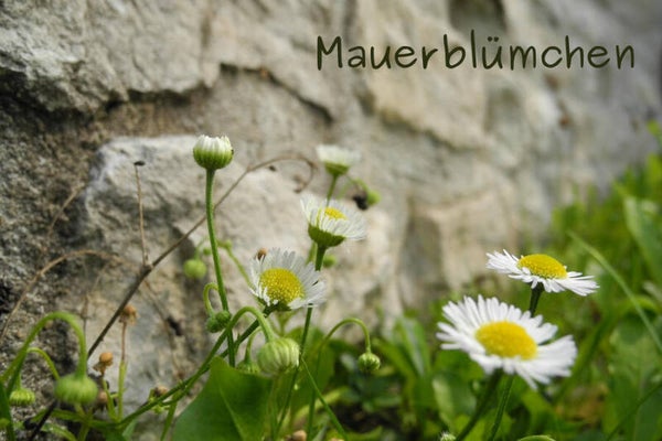 Mauerblümchen