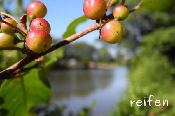 reifen