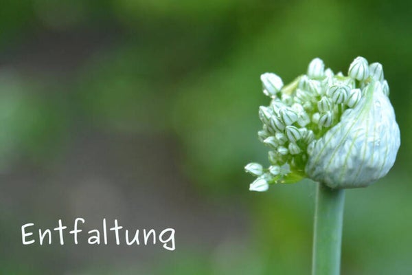 Entfaltung