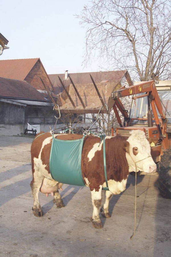 Koelifthulp - Lève-vache - Cow lifting device - Kuhhebevorrichtung