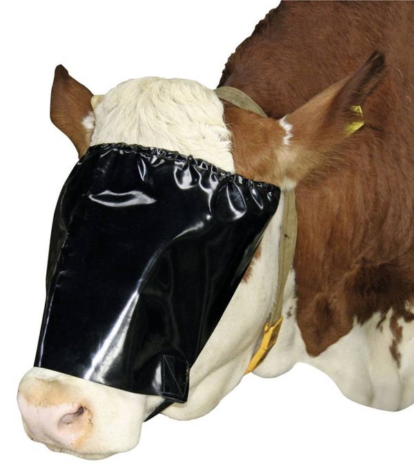 Oogklep met elastiek - Œillère avec corde élastique - Cattle blinder with elastic rope - Viehblende mit Elastikseil