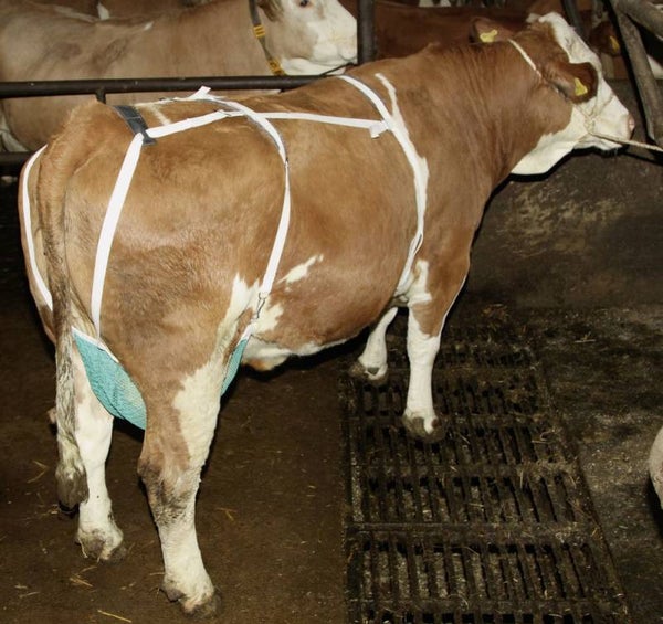 Uiernet - Filet de protection pour trayons - Udder Protection - Zitzenschutz
