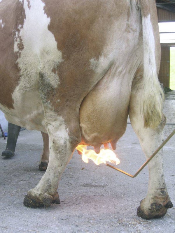 Uierhaarverwijderaar met aansluiting voor gasfles - Epilateur thermique avec branchement de la bouteille de gaz - Udder hair remover with gas bottle connection - Euterhaarentferner mit Gasflaschenanschluss Preventa
