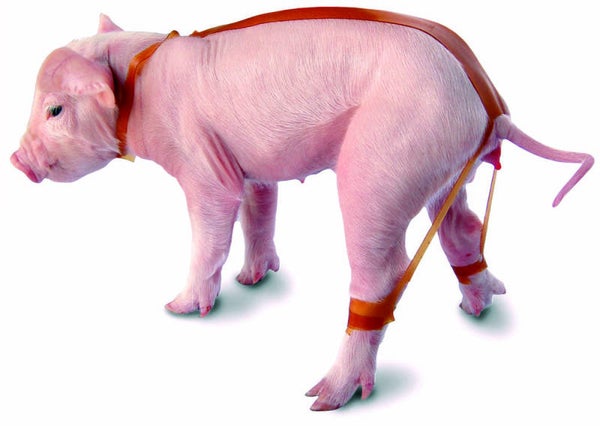 Biggenspreidband - Bandages - Splay leg tape - Ferkelspreizbänder splaylegstop