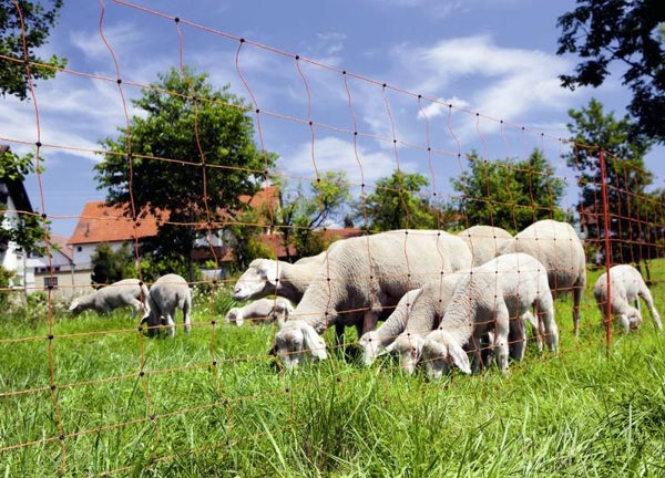 OviNet oranje - OviNet orange