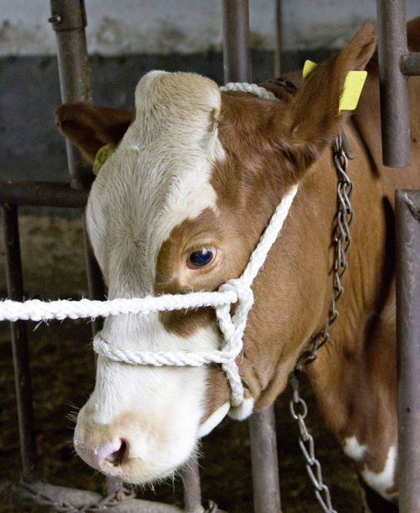 Touwhalster - Licol en corde - Rope halter - Strickhalfter