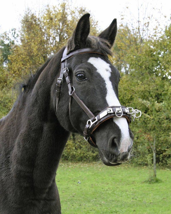 Lederen cavesson - Caveçon en cuir - Cavesson - Kappzaum