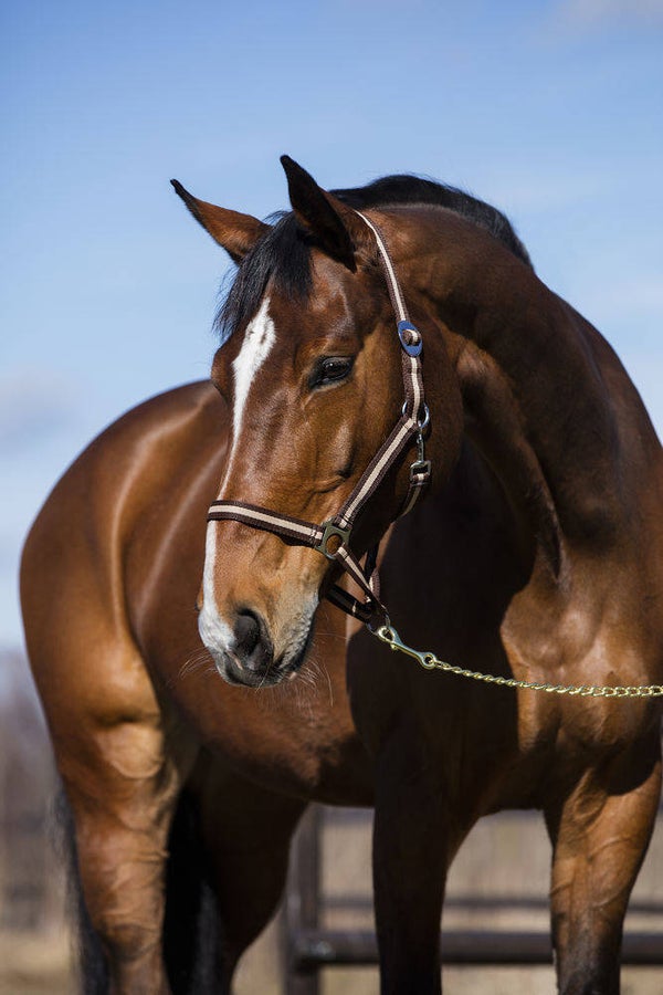 Halster - Licol - Halter - Halfter Hippo