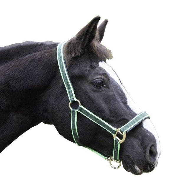 Halster - Licol - Head-Collar - Halfter Exclusive