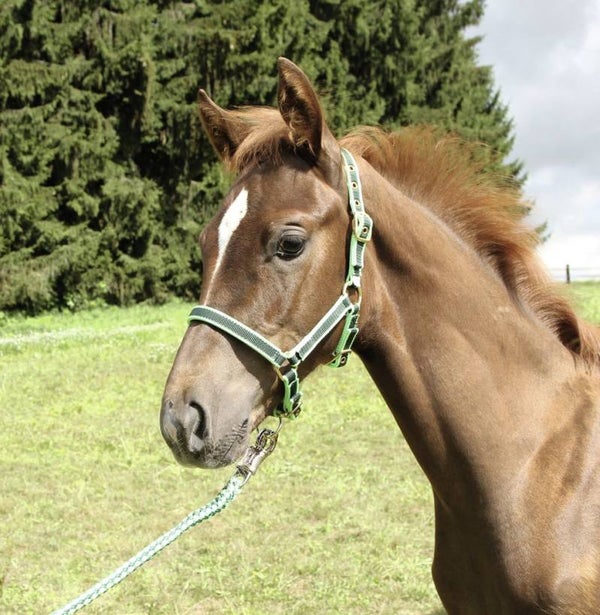 Veulenhalster - Licol poulain - Foal Head-Collar - Fohlenhalfter Exclusive