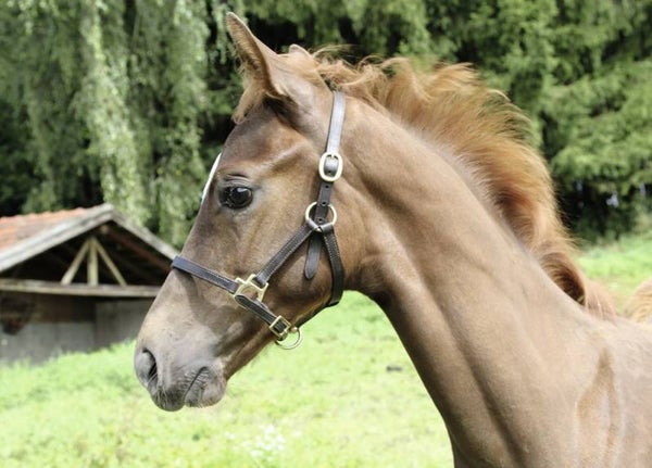 Veulenhalster -  Licol poulain - Foal Halter - Fohlenhalfter Eco