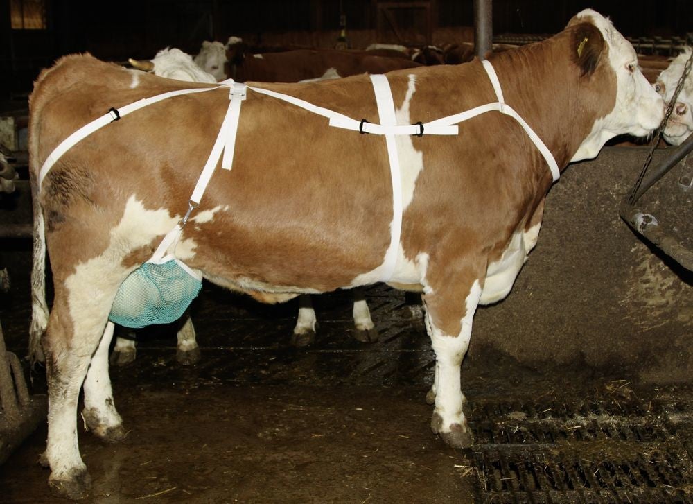 Uiernet met nekriem - Filet de protection avec sangle de maintien - Udder protection with neck strap - Zitzenschutz mit Nackengurt