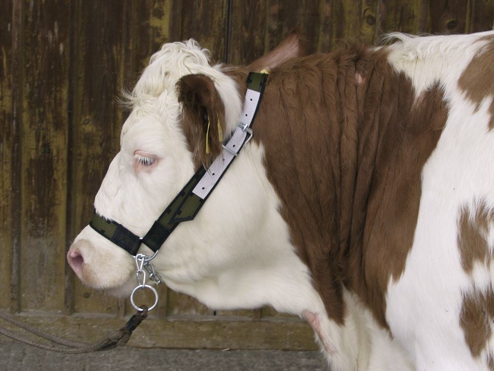 Koehalsters met kinketting - Licol vache avec gourmette - Cow halter with chin chain - Kuhhalfter mit Kinnkette